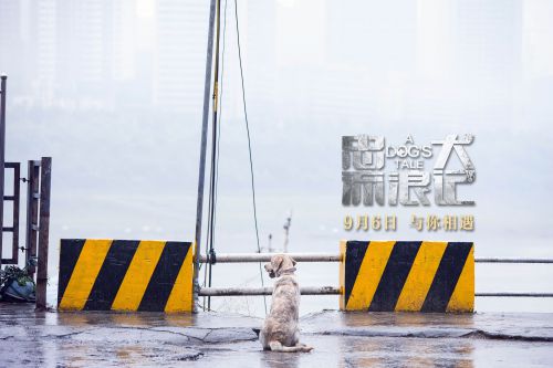 忠犬流浪记