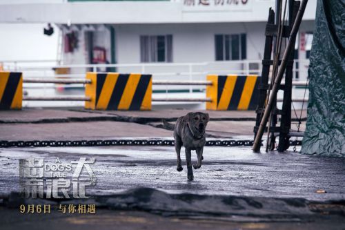 忠犬流浪记