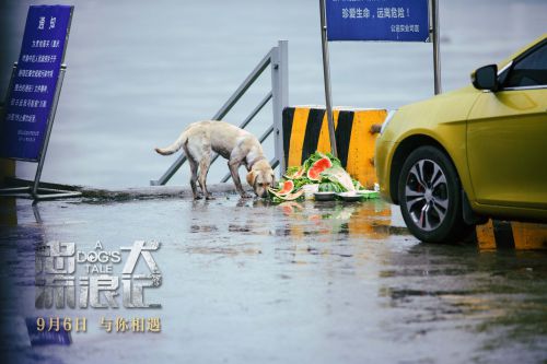 忠犬流浪记