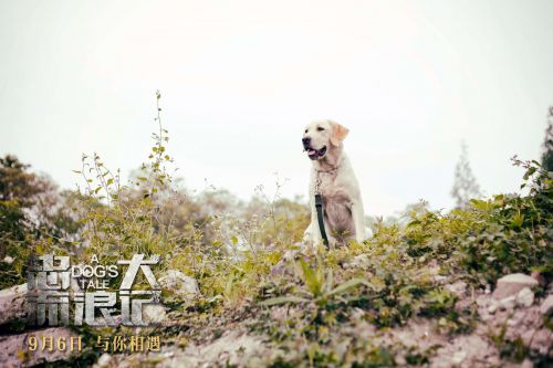 忠犬流浪记