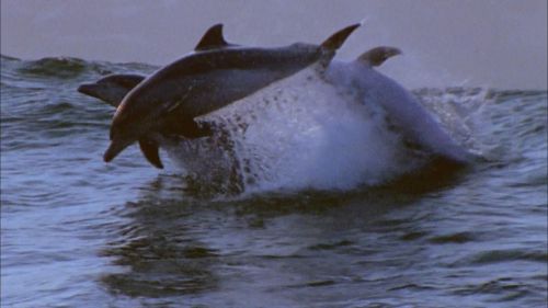 海豚湾