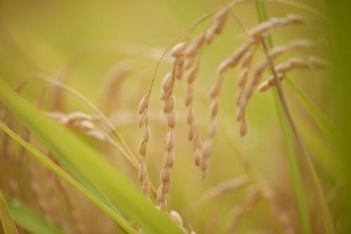 小森林 夏秋篇