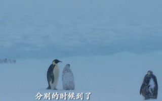 电影《帝企鹅日记2：召唤》终极预告