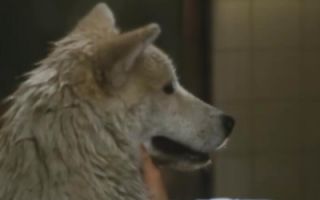 5分钟看日本经典感人电影《忠犬八公物语》