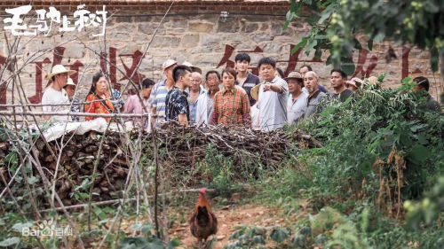 毛驴上树