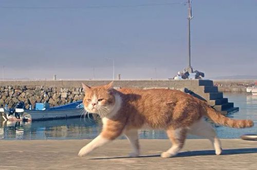 猫与爷爷