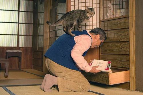 猫与爷爷