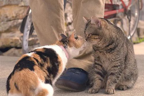 猫与爷爷