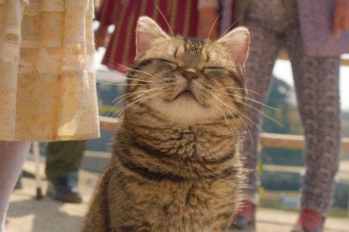 猫与爷爷