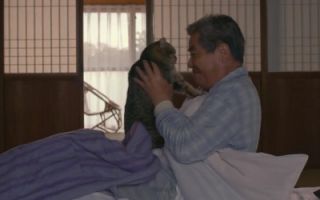 治愈系电影《猫与爷爷》，一部老人与猫的故事