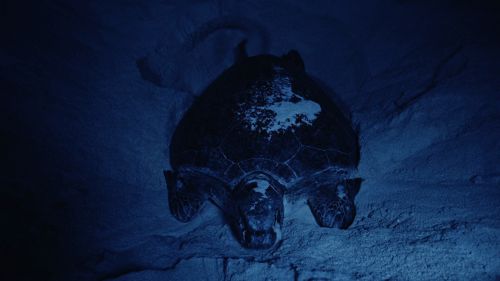 Turtle