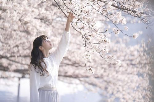 雪之华