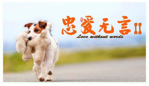 忠爱无言2