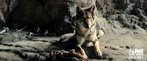 阿尔法：狼伴归途