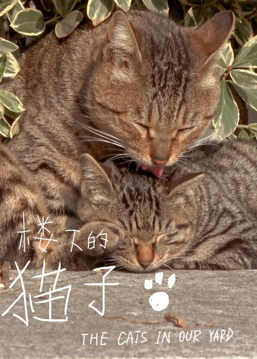 楼下的猫子