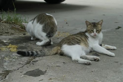楼下的猫子