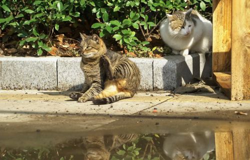楼下的猫子