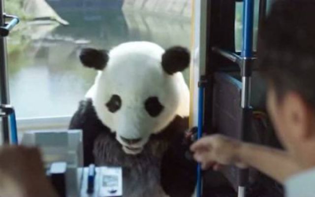 《动物园先生》当熊猫走不动了，站着搭公交