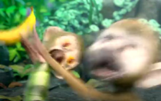 《里约大冒险2》森林达人秀之猴子篇