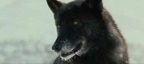 狼