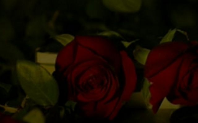 《玫瑰的故事》——愿你们都能活出自己的精彩