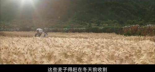 教室里的一头牦牛