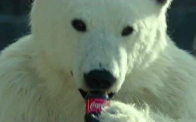 秘密动物园-5：北极熊喝可乐意外走红，动物园恢复谁知好景不长