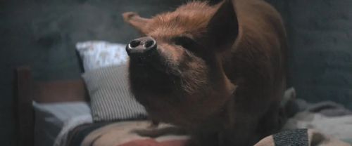 猪