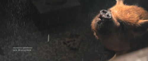 猪