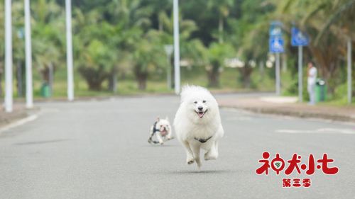 神犬小七 第三季