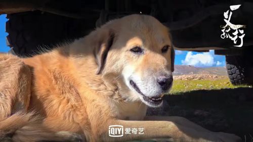 一义孤行