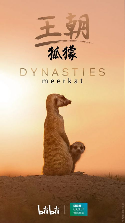 王朝：狐獴特辑