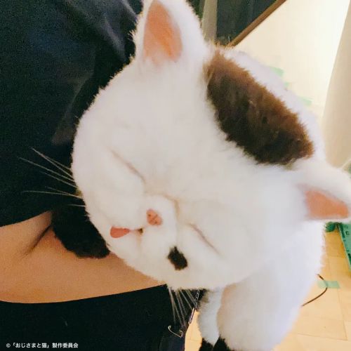 大叔与猫 おじさまと猫