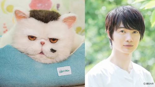大叔与猫 おじさまと猫