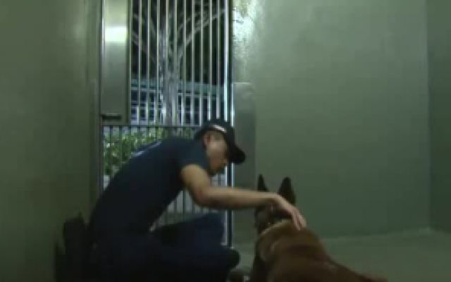 警犬巴打：狗狗怕打雷，帅小伙竟用这种方法安抚它的情绪