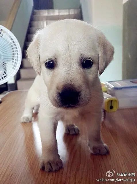 神犬奇兵