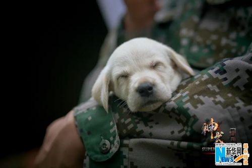 神犬奇兵