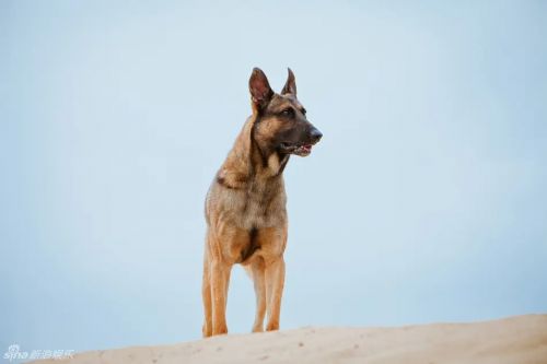神犬奇兵