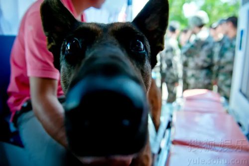 神犬奇兵